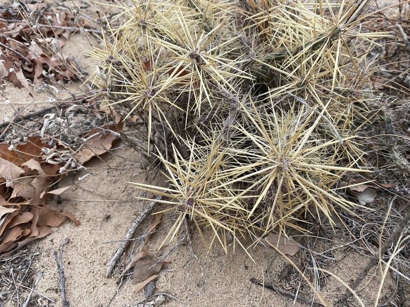 Thistle Cholla photo 2