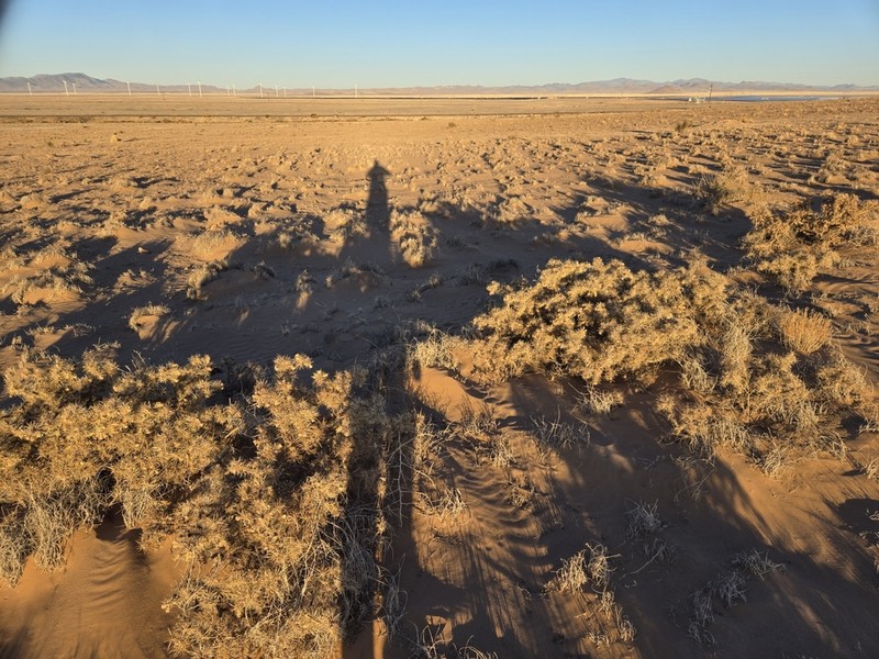 Thistle Cholla photo 3