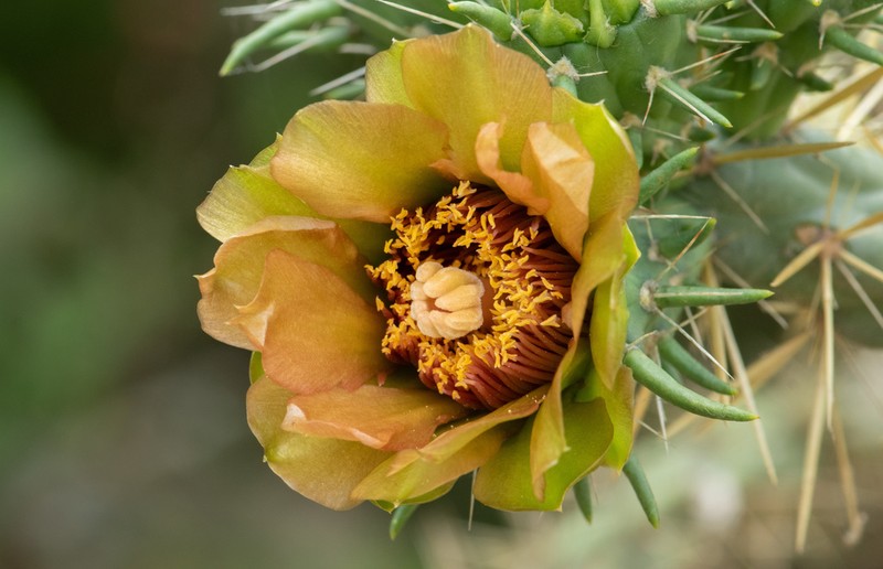 Thistle Cholla photo 4
