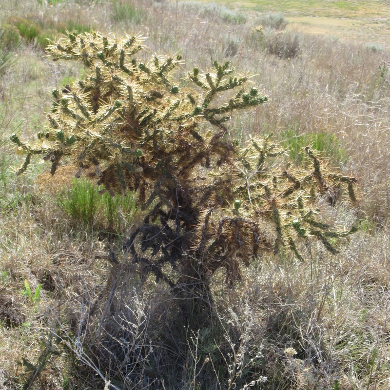Thistle Cholla photo 5