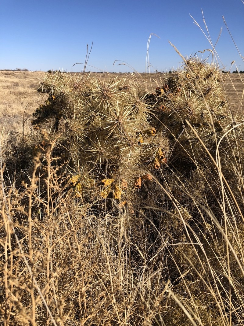 Thistle Cholla photo 6