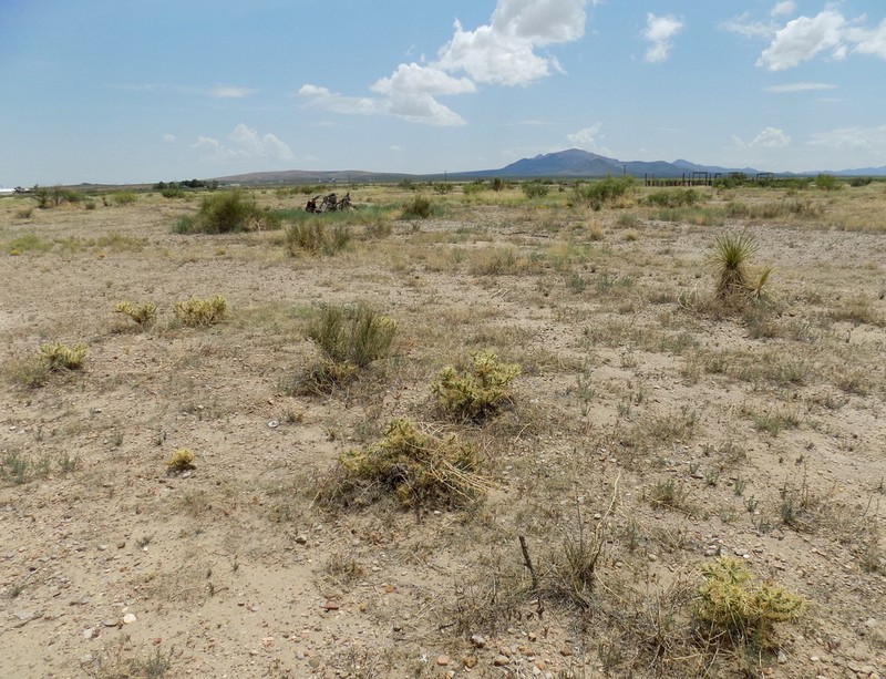 Thistle Cholla photo 7