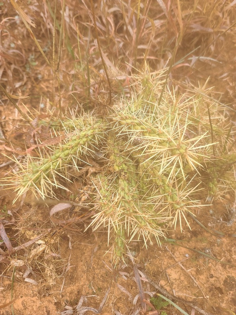 Thistle Cholla photo 8