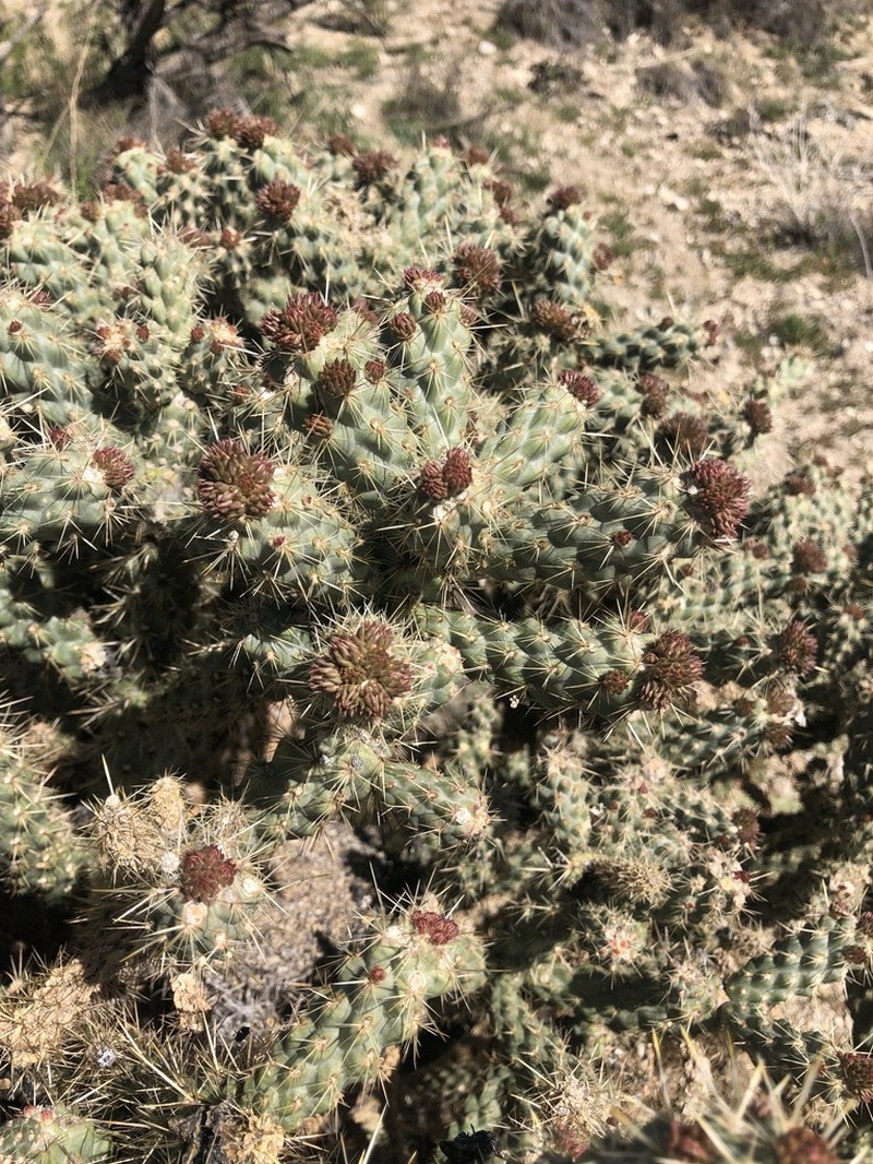 Wiggins' Cholla