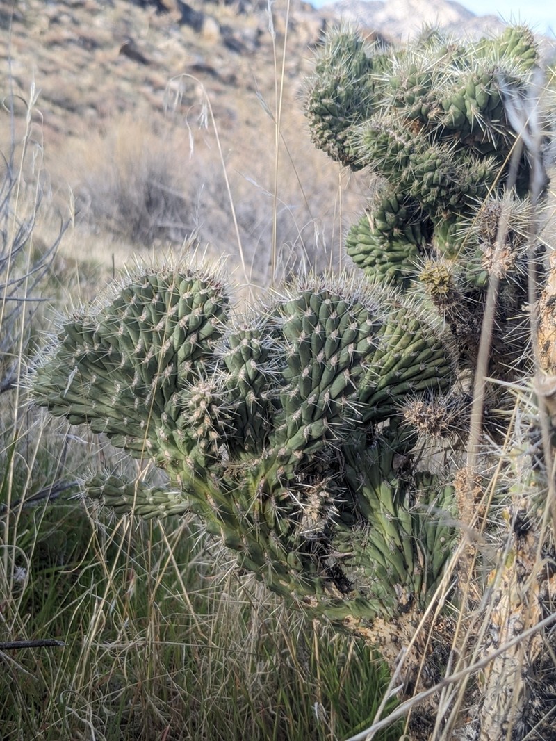 Wiggins' Cholla photo 2