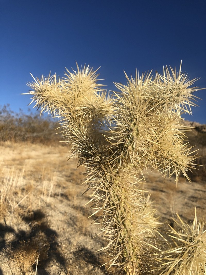 Wiggins' Cholla photo 3