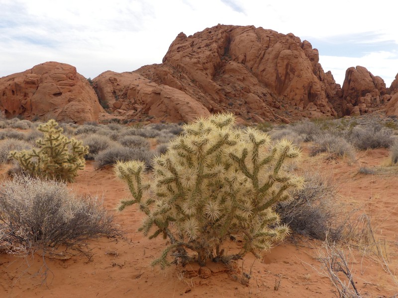 Wiggins' Cholla photo 4