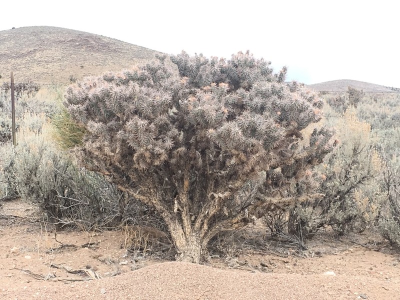 Wiggins' Cholla photo 5