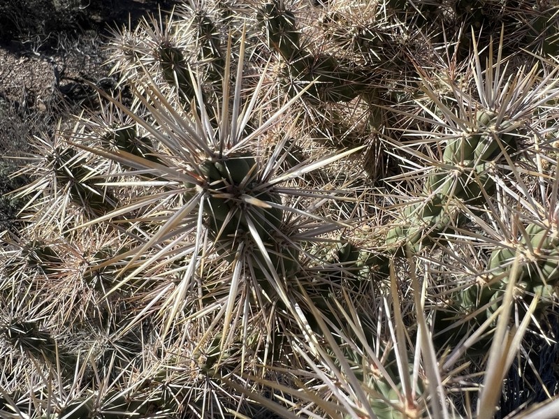 Wiggins' Cholla photo 6