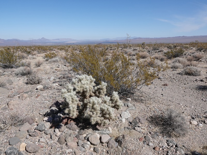 Wiggins' Cholla photo 7