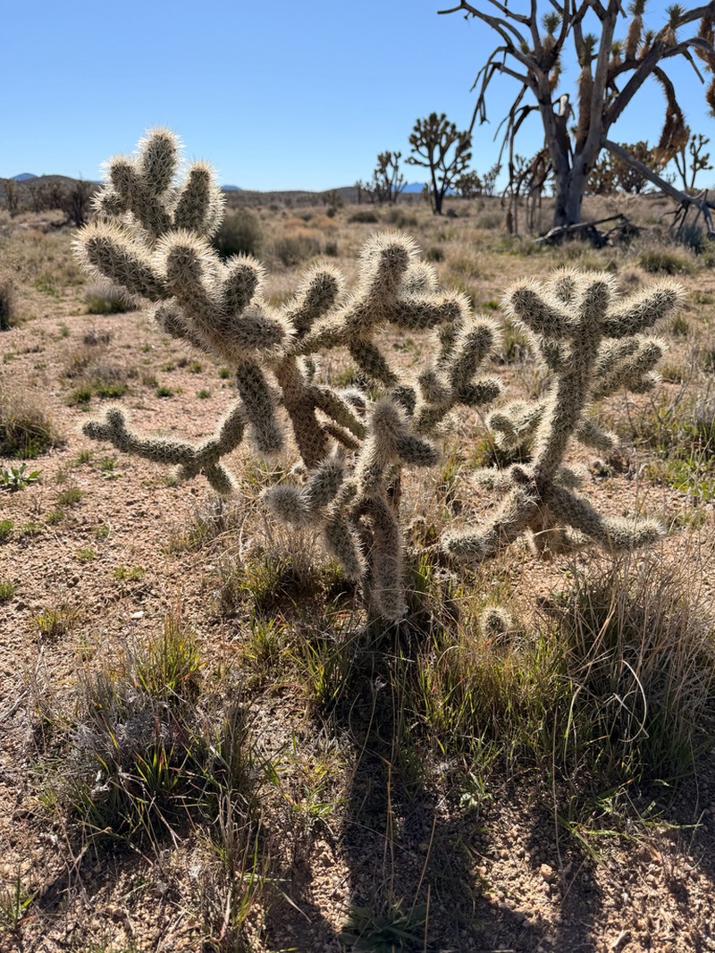 Wiggins' Cholla photo 8