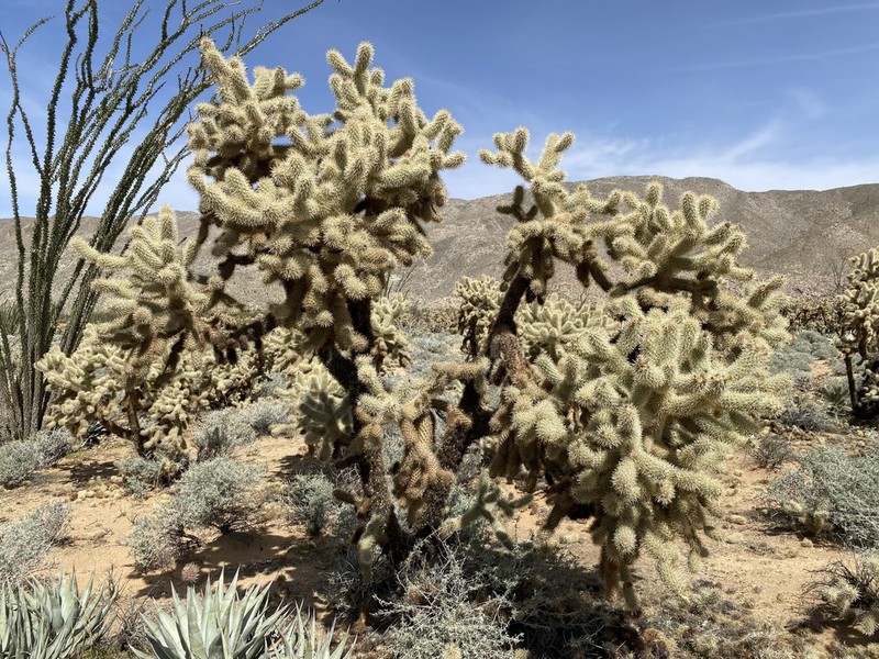 Hoffmann's Teddybear Cholla