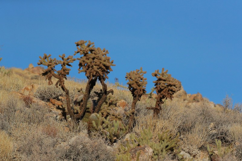 Hoffmann's Teddybear Cholla photo 2