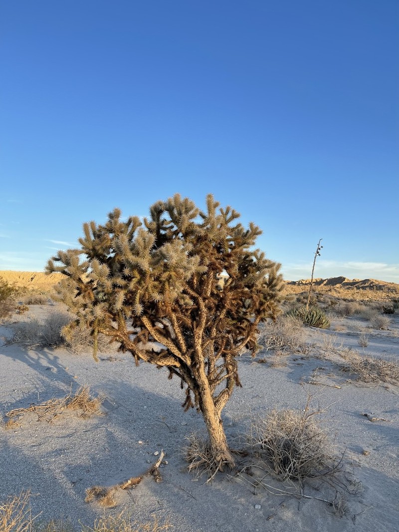Hoffmann's Teddybear Cholla photo 3