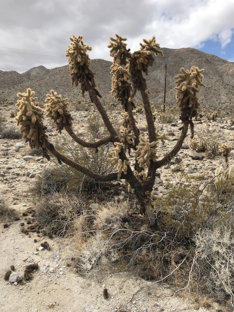 Hoffmann's Teddybear Cholla photo 4