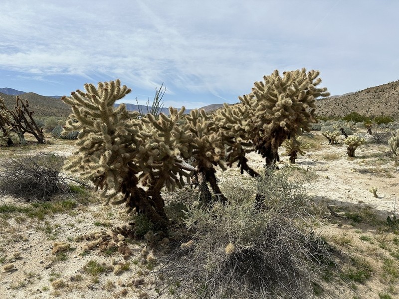 Hoffmann's Teddybear Cholla photo 5