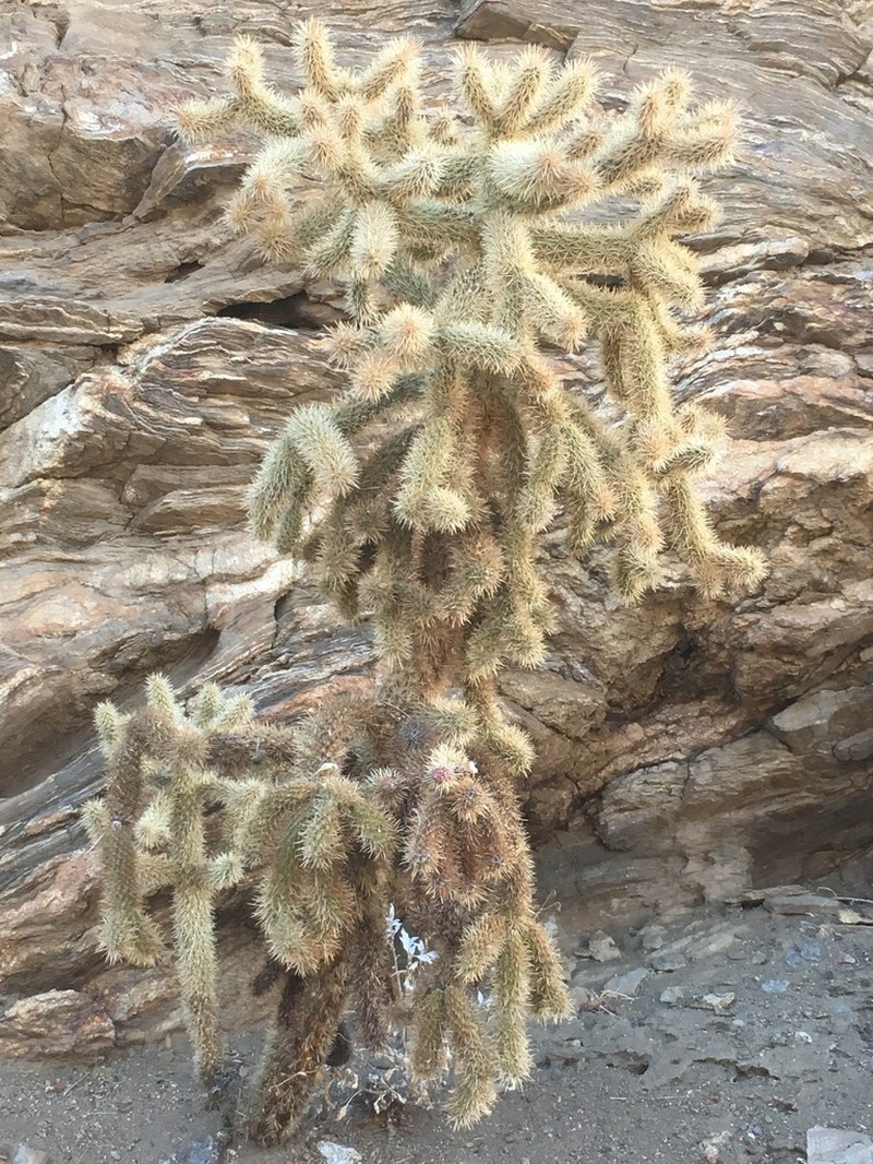 Hoffmann's Teddybear Cholla photo 6