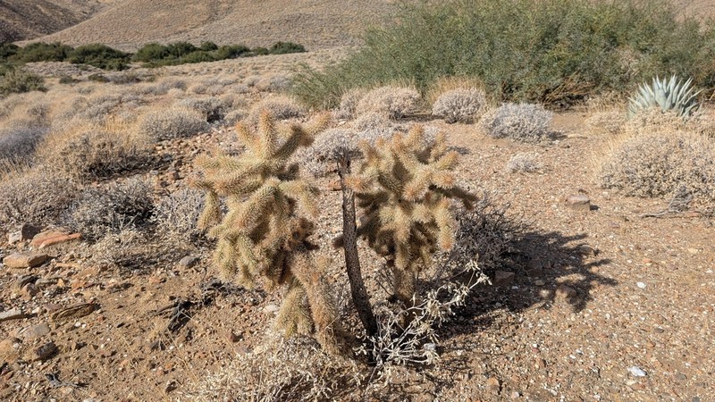 Hoffmann's Teddybear Cholla photo 7