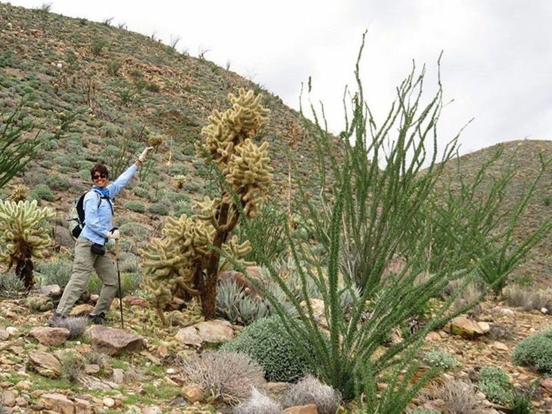 Hoffmann's Teddybear Cholla photo 8