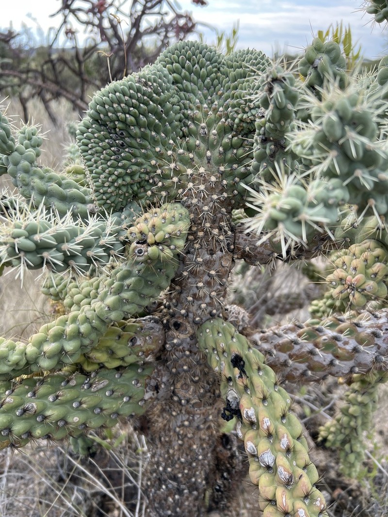 Jumping Cholla