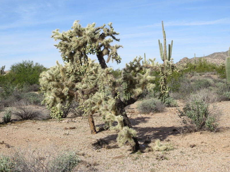 Jumping Cholla photo 2