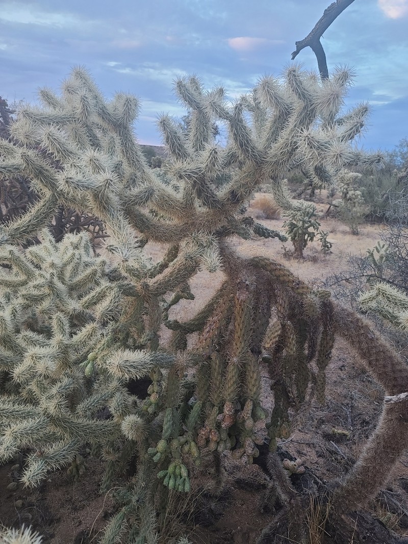 Jumping Cholla photo 3