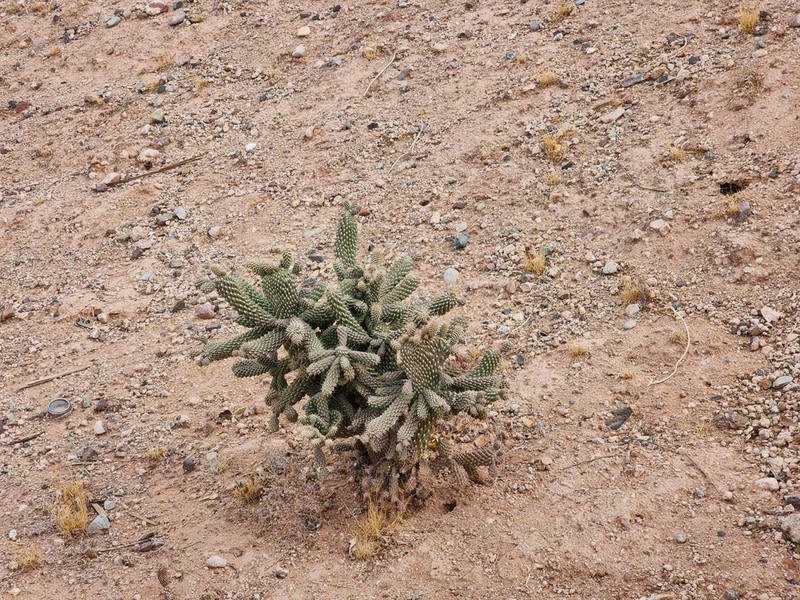 Jumping Cholla photo 4