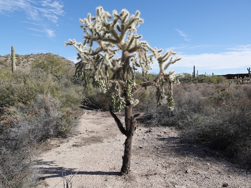 Jumping Cholla photo 5