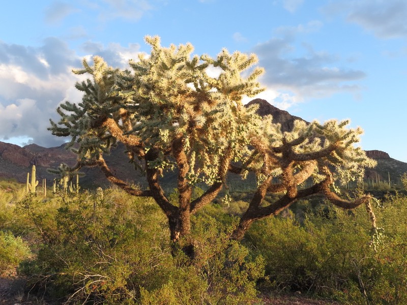 Jumping Cholla photo 6