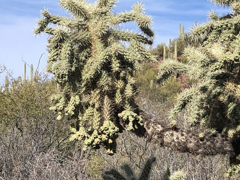 Jumping Cholla photo 7