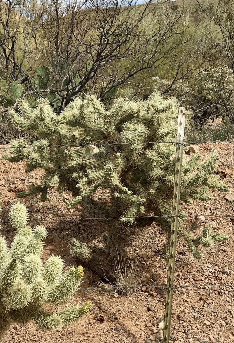 Jumping Cholla photo 8