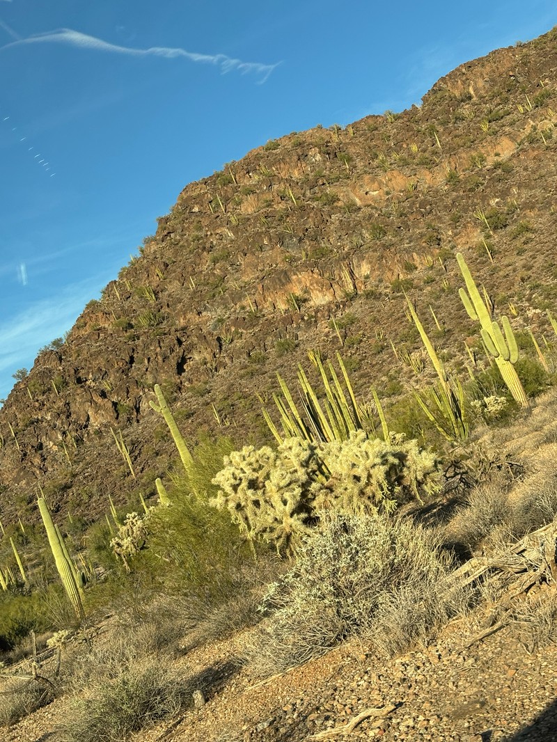 Cylindropuntia fulgida var. fulgida