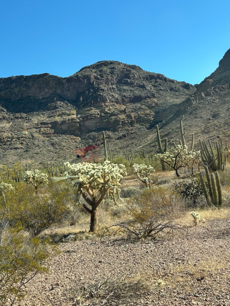 Cylindropuntia fulgida var. fulgida photo 2