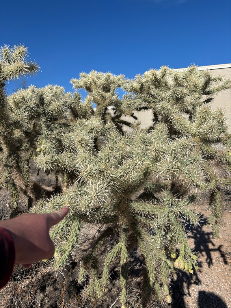 Cylindropuntia fulgida var. fulgida photo 3