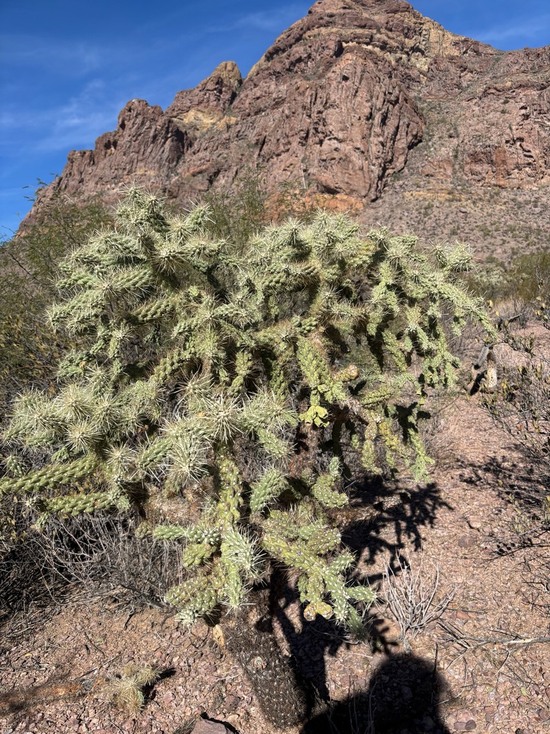 Cylindropuntia fulgida var. fulgida photo 4