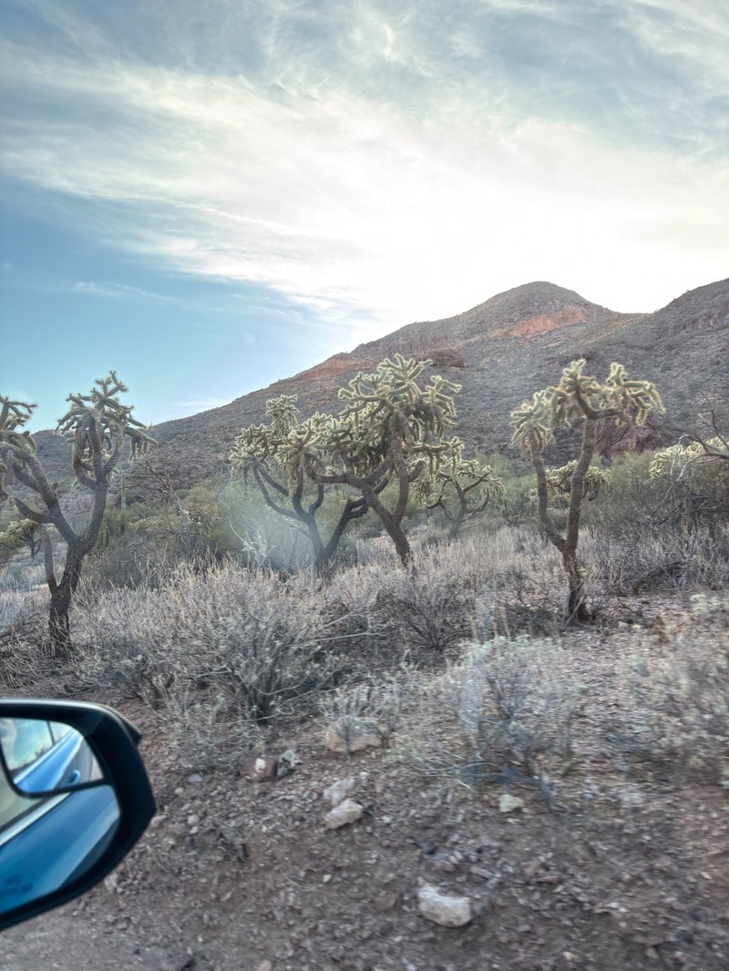 Cylindropuntia fulgida var. fulgida photo 5