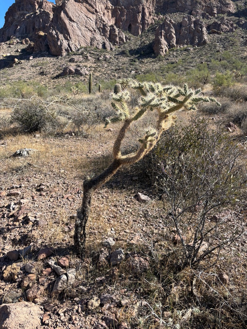 Cylindropuntia fulgida var. fulgida photo 7