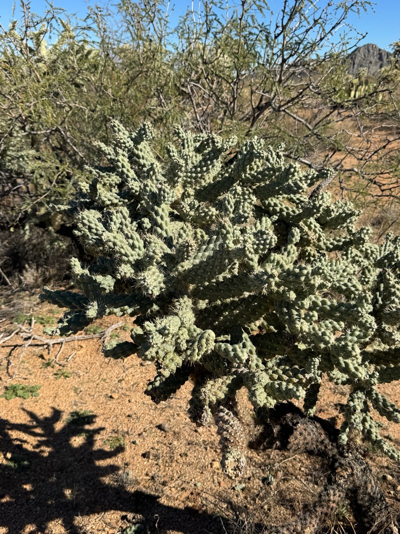 Cylindropuntia fulgida var. mamillata