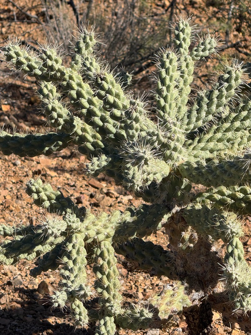 Cylindropuntia fulgida var. mamillata photo 2