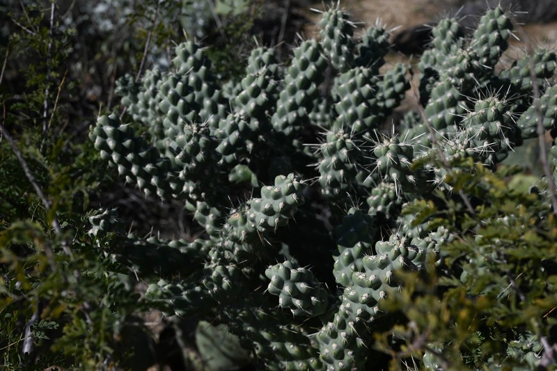 Cylindropuntia fulgida var. mamillata photo 3