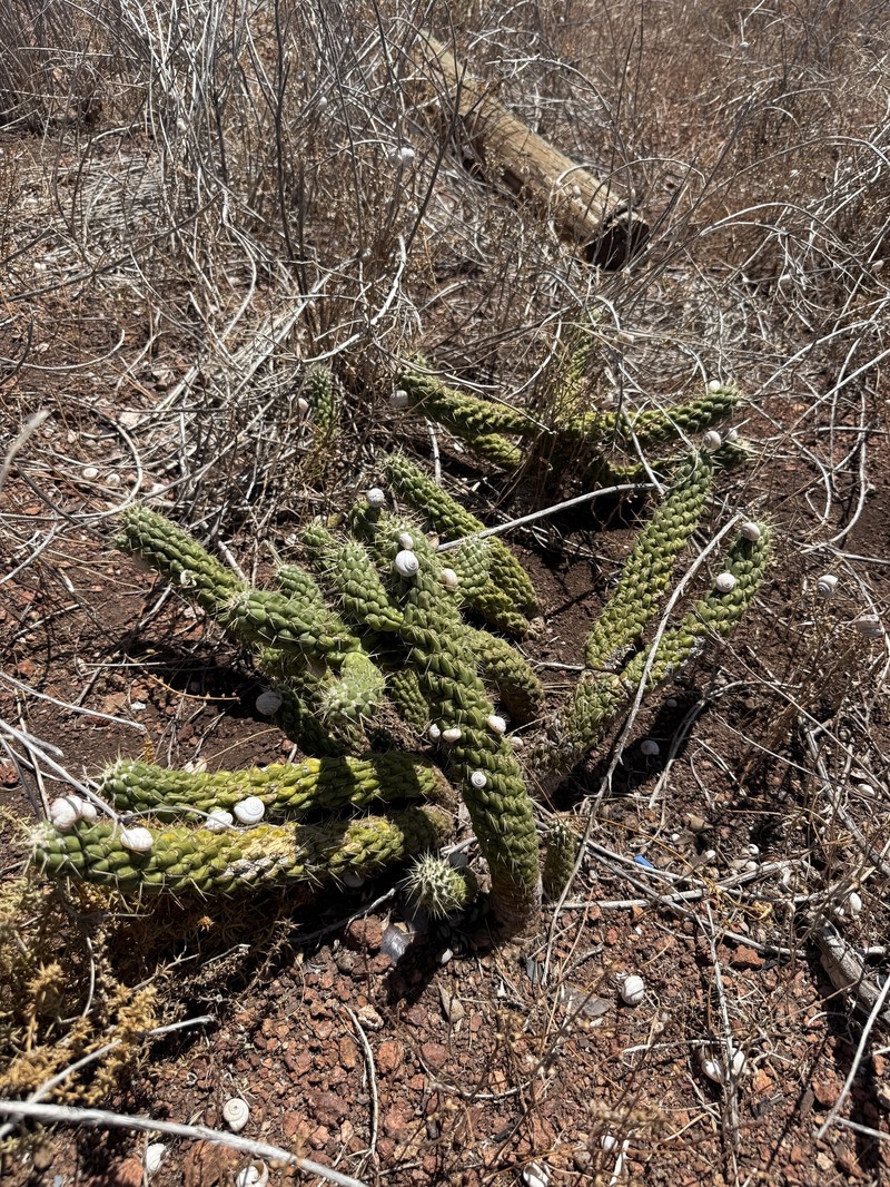 Cylindropuntia fulgida var. mamillata photo 4