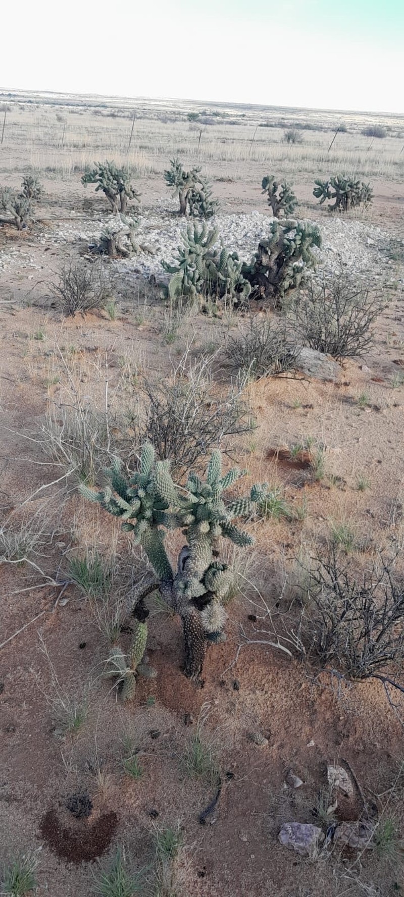 Cylindropuntia fulgida var. mamillata photo 5