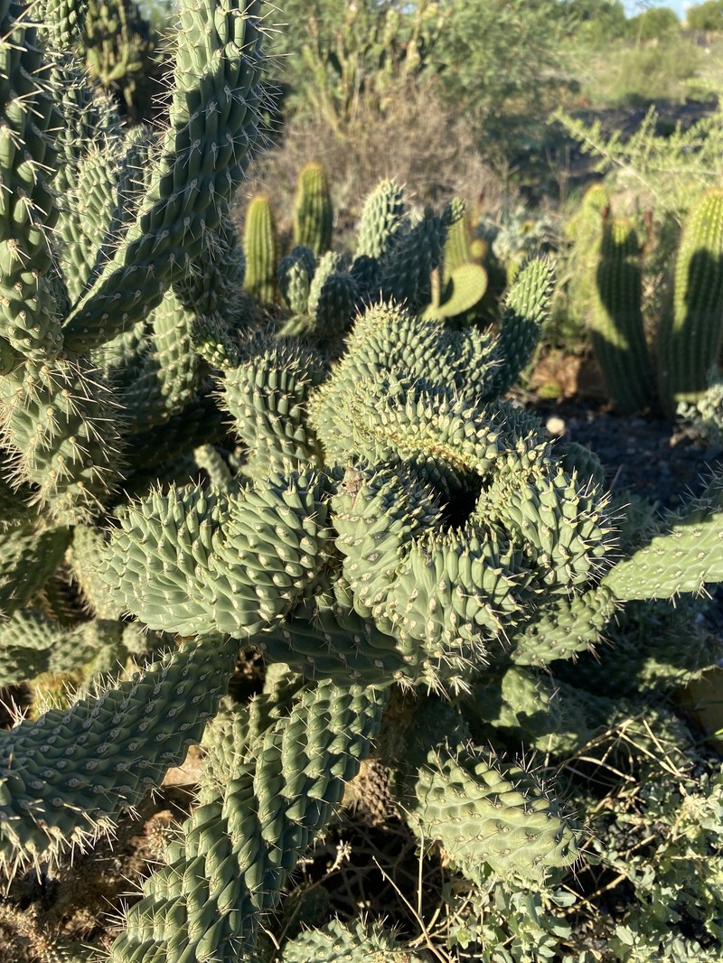 Cylindropuntia fulgida var. mamillata photo 6