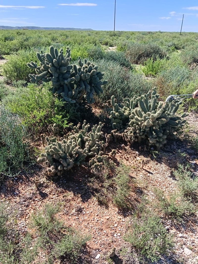 Cylindropuntia fulgida var. mamillata photo 7