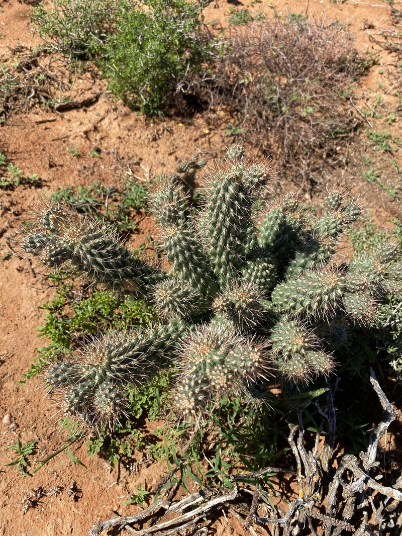 Cylindropuntia fulgida var. mamillata photo 8
