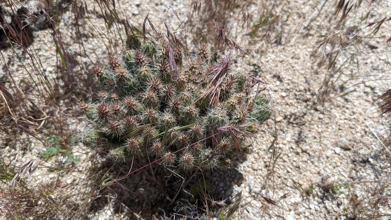 Gander's Buckhorn Cholla