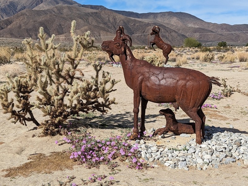 Gander's Buckhorn Cholla photo 2