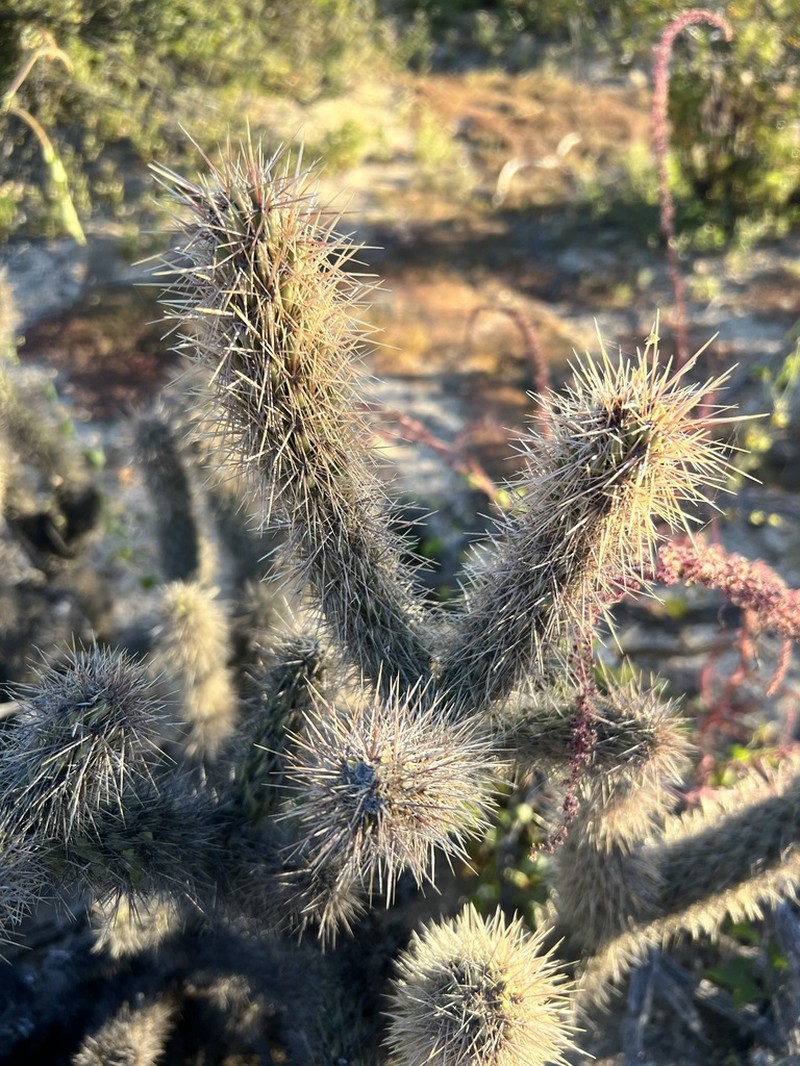 Gander's Buckhorn Cholla photo 3