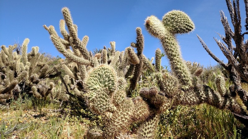 Gander's Buckhorn Cholla photo 4