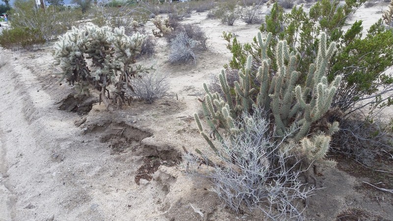 Gander's Buckhorn Cholla photo 5